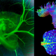 Illustration for article titled These Science Photos Are So Beautiful Theyre Basically Art